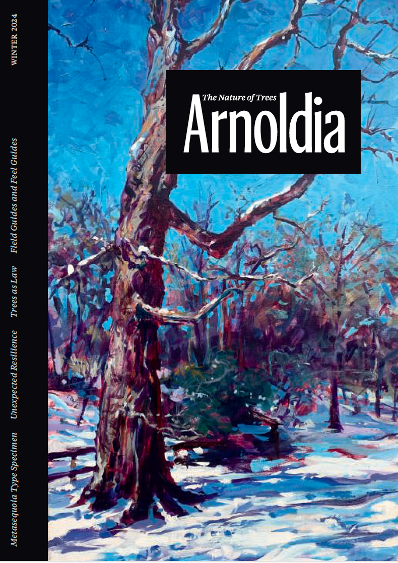 Cover of Arnoldia magazine for the winter edition, volume 81 number 4, with the following text describing feature content for the issue: Metasequoia Type Specimens/Unexpected Resilience/Trees as Law/Field Guides and Feel Guides